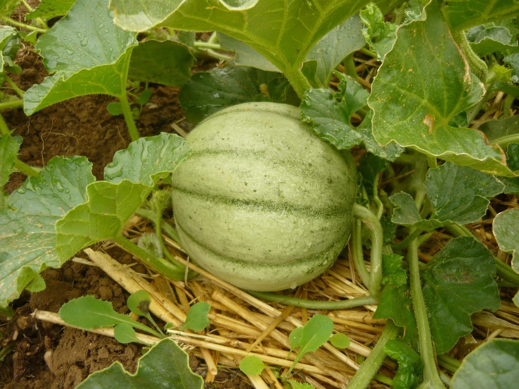 P1030064