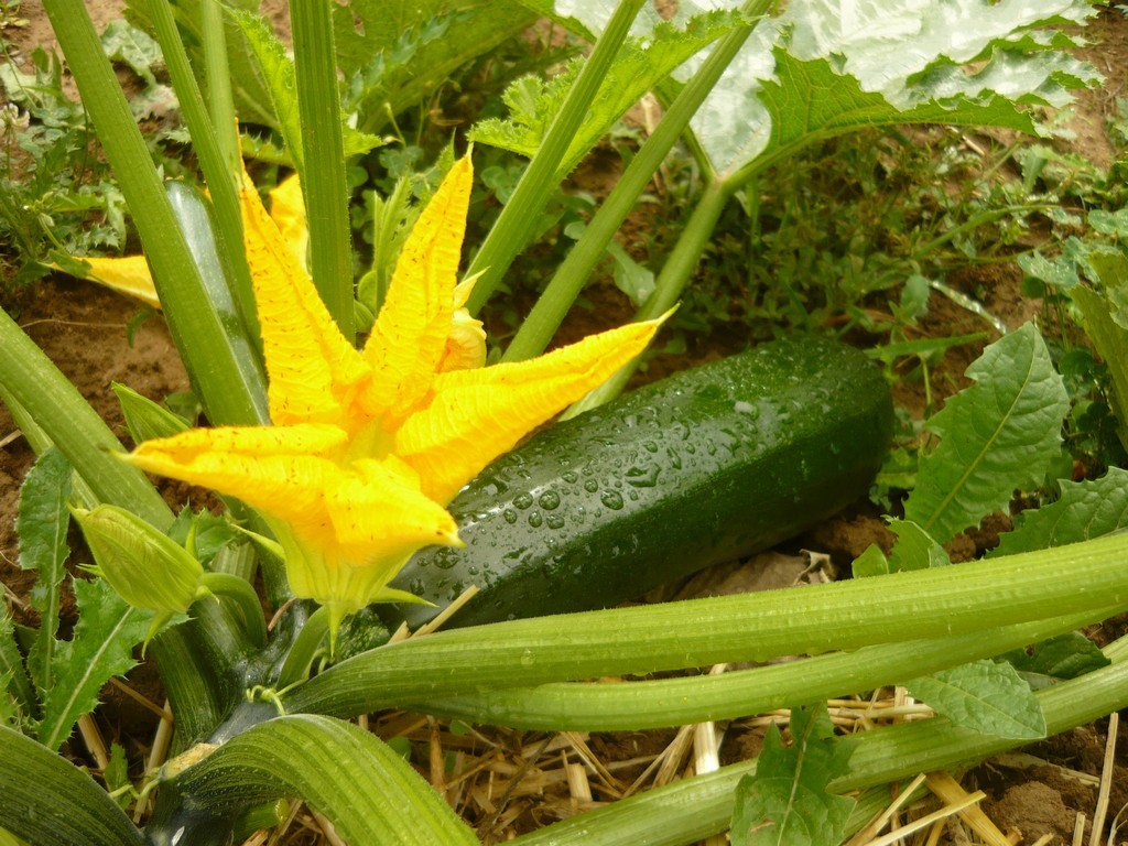 P1030072