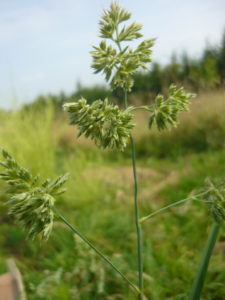 Dactyle pelotonné