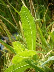 Lactuca virosa