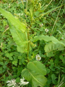Rumex des prés